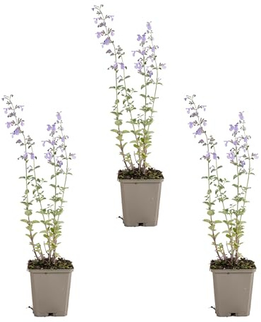 Bloomique - Set di 3 - Nepeta Walker's Low - Pianta Ornamentale gatta - Resistente - Perenne - Amica delle api - Altezza 10-20 cm - Vaso da 9 cm