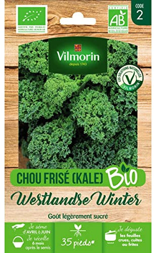 Vilmorin - Sachet graines Chou Frisé (KALE) Westlandse Winter BIO - Brassica oleracea var. sabellica