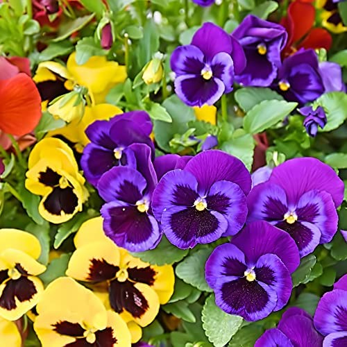 Pansy Plants, 'Multi-Coloured' Mix, 40 x Full Plant Pack, Winter Bedding Plants, Winter Pansies, Garden Flowers, Large 40 Pack, Garden Ready and Ready to Plant, Pansies, Premium Quality Flowers