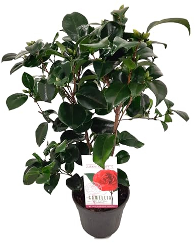 Plant in a Box - Camellia japonica 'Lady Campbell' - Japanische Rose - Kamelie pflanze Winterhart - Topf 15cm - Höhe 50-60cm