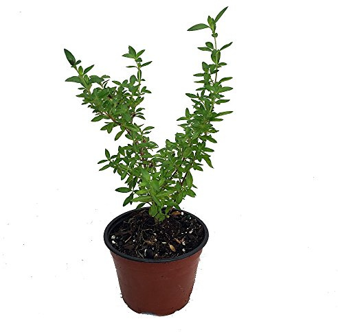 Japanese Snow Rose Serissa - Bonsai or House Plant - 4 Pot