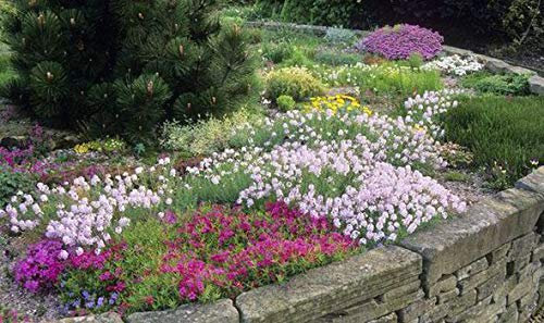 Nine Alpine Garden Ready Hardy Perennial Flowering Plants 9cm Pot Grown Not Plugs