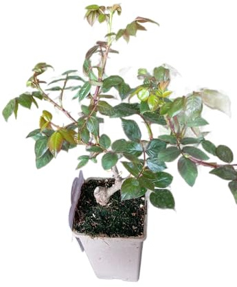 Rosal Arbustivo Natural – Planta Viva con Rosas en Colores Surtidos Ideal para Jardín