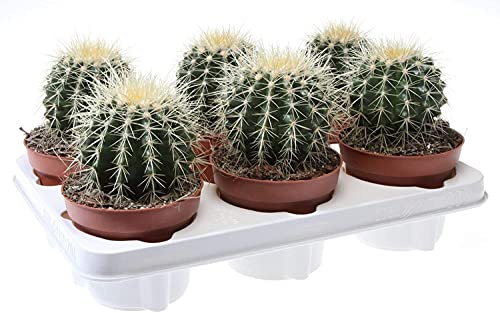 Cactus Natural Echinocactus Grusonii Planta Natural 1 Unidad de Cactus Redondo