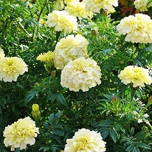 Portal Cool Marigold- Tagetes Erecta- Bianco- 25 semi- Bogo 50% Off Sale