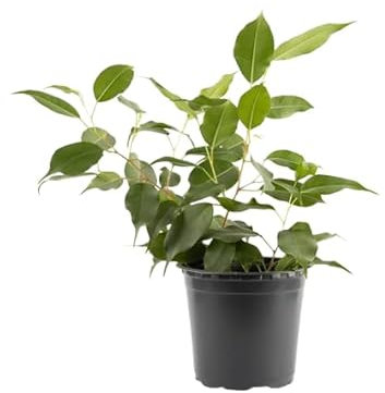 Ficus Benjamina Natural Pequeño|Arbusto Compacto y Elegante en Maceta