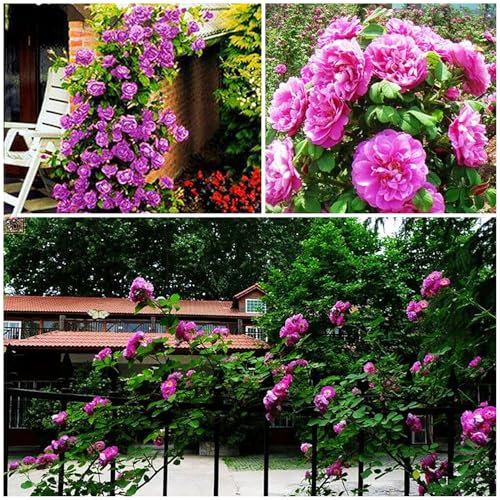 100 Graines de Rosier Grimpant à Croissance Rapide, Fleurs Parfumées Multicolores, Plantes Vivaces pour Balcon Jardin Mur Végétal, Cadeau Jardinage (Violet)
