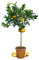 Meine Orangerie Orangenbaum Grande - echte Orange - Zitruspflanze - 110-130 cm - Citrus sinensis - Orange Tree - veredelter Apfelsinenbaum in Gärtner-Qualität