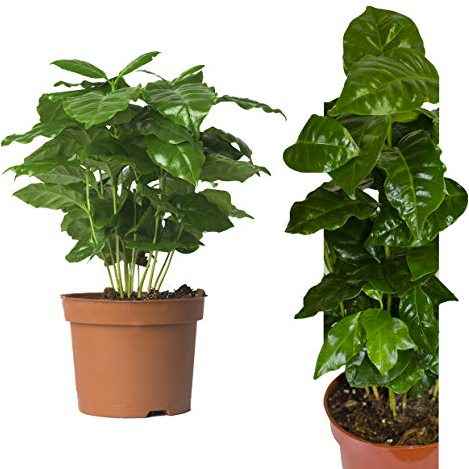Echte Kaffee Pflanze Coffea Arabica ca. 30cm - Kaffeepflanze Kaffeestrauch, Zimmerpflanzen, Zimmerpflanzen Set, coffee to grow, kaffeepflanze kaufen, kaffee arabica pflanze, kaffe pflanze