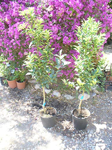 Citrus Kumquat, Miniorangenbaum, Kumquatbaum, Kumquat Pflanze