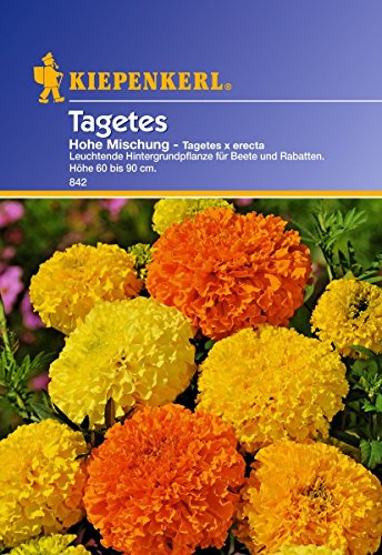 Saatgut Tagetes Hohe Mischung