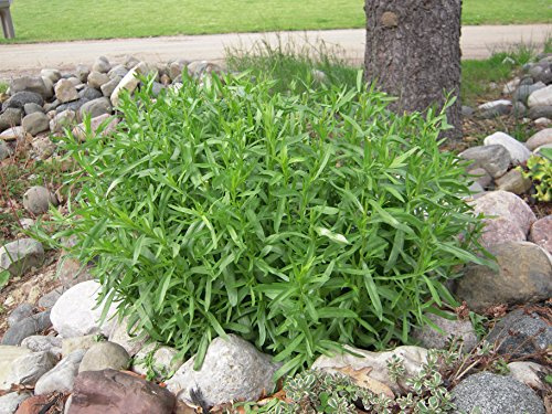 Clovers Garden French Tarragon Herb Plants - Two (2) Live Plants – Non-GMO - Not Seeds - Each 4 to 8 Tall – in 4 Inch Pots - Propagated from Authentic French Plants