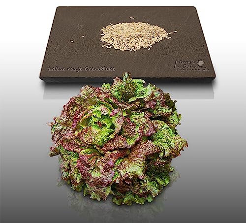 500 Graines à semer - Le Grenier d'Abondance - LAITUE BATAVIA - Rouge Grenobloise