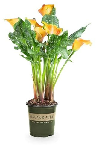 Planta Natural Zantedeschia Conocida como Cala o Lirio del Amor