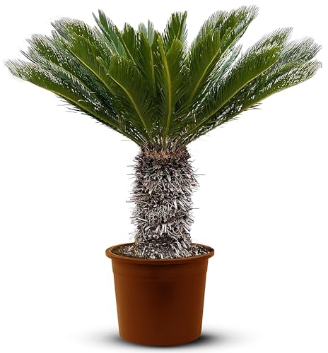 Tropictrees – Cycas Revoluta - Immergrüne Pflanze - Palmfarn – Sagopalmfarn – Zimmerpflanzen -Japanischer Palmfarn - 120cm Höhe - Stammhöhe 20/35cm