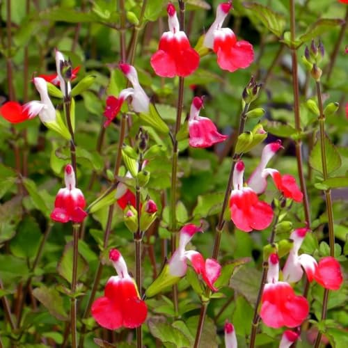 semillas de salvia - balcón perennes resistentes 550pcs