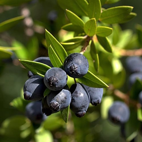 Mirto tarantino Myrtus tarentina pianta in vaso ø19 cm FOTO REALI Vivaio di Castelletto