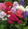 100 Mixed Colors DRUMMOND PHLOX MIX Pink, Red, & White Phlox Drummondii Flower Seeds by Seedville