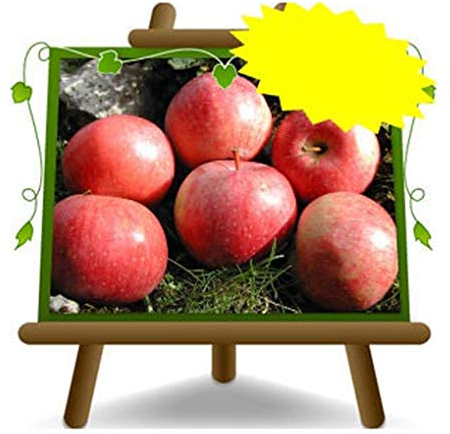 Pommiers abondance rouge - Plante fruitière vieux Porte greffe M9 sur pot 20 - arbre max 170 cm - 2 ans