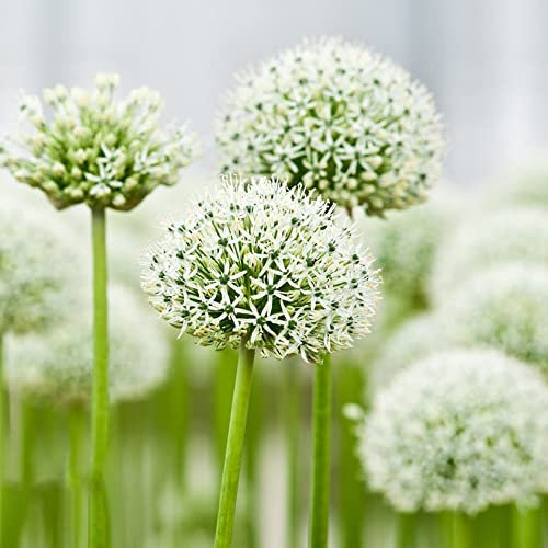 Allium Zwiebeln 8 Blumenzwiebeln MehrjäHrig Winterhart Gartenpflanzen Allium FrüHblüHer Zwiebeln Garten Weiß Blumen Zimmerpflanzen Hochbeete FüR Garten
