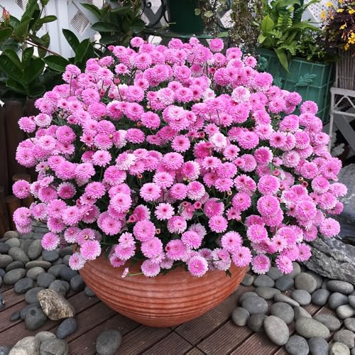 Semillas de margarita perenne-Cultivo de semillas,fácil de plantar.semillas de prados de,de jardín de interior 300pcs