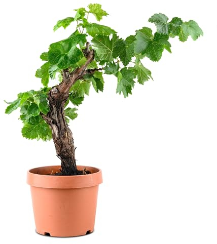 Meine Orangerie - exklusive Vitis Vinifera Weinrebe in Bonsai Form – Premium Weinrebe – pflegeleichter Indoor- und Outdoor-Bonsai – dekorative und langlebige Pflanze für Haus und Garten (Ø18cm Topf)