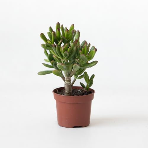 Plant in a Box - Plante de Jade - Crassula ovata 'Gollum' - Hauteur 15-25 cm - Pot 12 cm - Plante succulente - Verte
