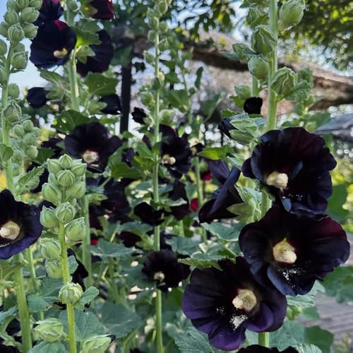 Semillas de malva real - raro jardín en miniatura semillas de silvestres decoración Decoraciones jardín exteriores mariposa verano exótico en 220pcs