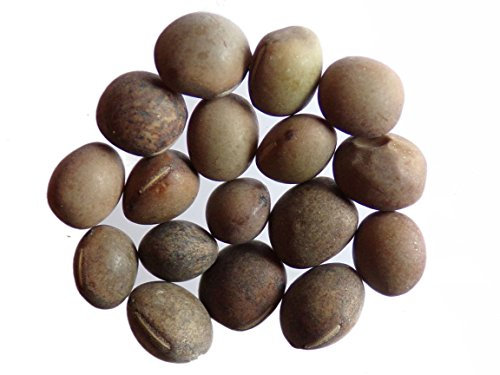 Vesce Commune - 40 grammes - Vicia Sativa L. (Engrais Vert) SEM05