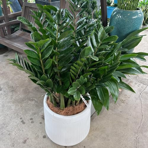 150 pcs glücksfeder pflanze samen grünpflanzen zimmerpflanzen, samen geschenk, Zamioculcas zamiifolia, zimmerpflanzen echt, bodendecker samen winterhart grünpflanzen, nachhaltige