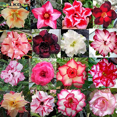 Adenium Mix Graines frais Desert rose graines Mix Rare réel Adenium obesum graines R10