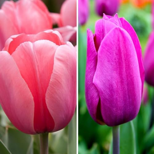 Bulbi di tulipano Appie's Best - 30 bulbi di fiori - calibro 12+ - mix rosa/bianco, viola, fiori grandi, fioritura primaverile, resistenti al freddo - direttamente dal coltivatore - Flowerbulbs