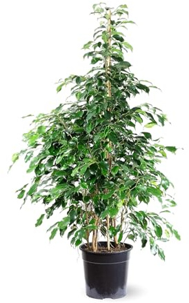 Attitude Jardin - Ficus Benjamina - danielle - 100-110 cm - ⌀ 21 cm - pianta d'appartamento