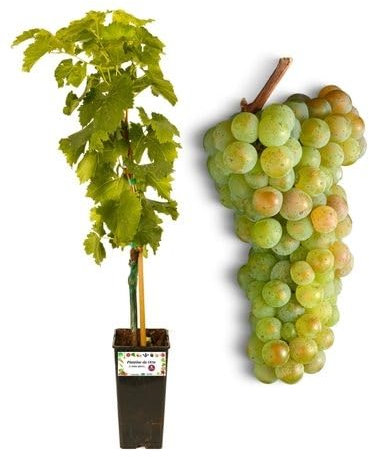 P. Piantine da Orto | Apirene Dorata Vite Senza Semi, Vaso da 2L, Pianta Pronta per Il Trapianto, Pianta Vera da Orto, da Balcone e da Esterno, Vivaio Italiano