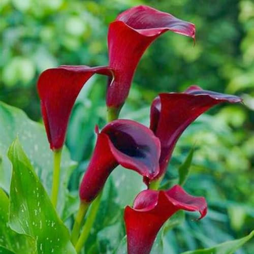 Calla Lily Bulbs-Calla Lily Plant Calla Lily Bulbs UK Calla Lily Bulbs for Planting Now UK,Plant Bulbs,Hardy Perennial,Wedding Flowers,Garden Flowers-2bulbs-c