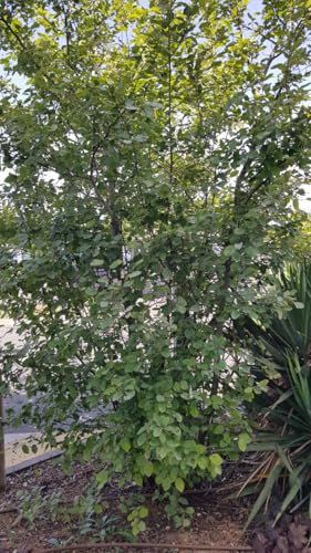Amelanchier lamarckii/Amélanchier de Lamarck/Conteneur de 7 à 10 litres/Arbuste fruitier