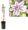 Waldrebe - Clematis 'Nelly Moser' +light Label