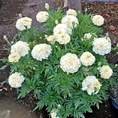 African Marigold Kilimanjaro 60 Seeds + Plant Tag + Freebie | Vanilla White Annual Flower | Easy to Grow Garden Seeds | Large Blooming Marigolds for Pots, Borders & Beds