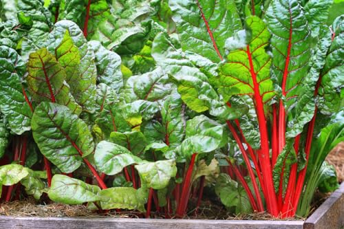 250 Samen Mangold Rhubarb Garten Gemüse Beet Salat