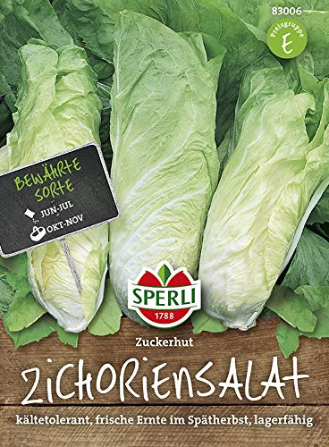 Salatsamen - Zichoriensalat, Zuckerhut von Sperli-Samen