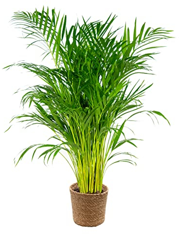 Bloomique - Dypsis Lutescens - Goldfruchtpalme - Areca Palme - Zimmerpflanzen - Pflegeleicht - Haustierfreundlich - Höhe 100-120 cm - Mit Seegras Korb 21 cm