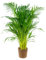 Bloomique - Dypsis Lutescens - Goldfruchtpalme - Areca Palme - Zimmerpflanzen - Pflegeleicht - Haustierfreundlich - Höhe 100-120 cm - Mit Seegras Korb 21 cm