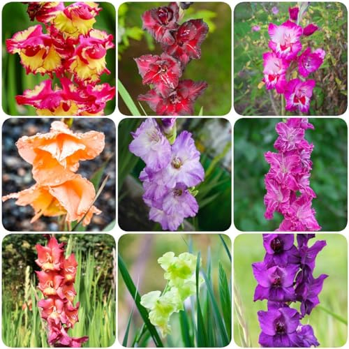 9 pcs gladiolen zwiebeln - blumenzwiebeln winterhart dachbegrünung,Gladiolus, geschenk für wildblumen büropflanzen kräutergarten geschenk zwiebel pflanzen für balkonkästen