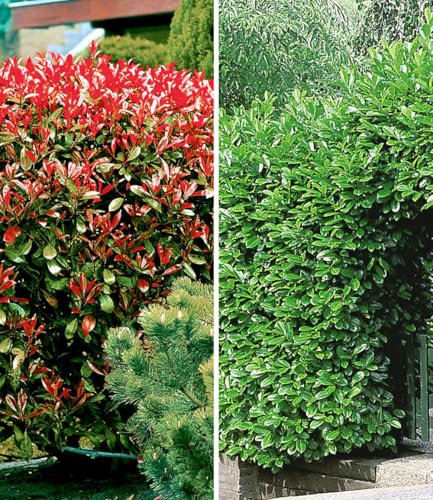 BALDUR Garten Immergrüne Hecken-Kollektion,2 Pflanzen, glänzendes, immergrünes Blattlaub, winterhart & mehrjährig, idealer Sichtschutz vor ungebetenen Blicken