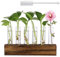 mumisuto Glass Plant Propagation Station, 6 Test Tube Hydroponics Growing System, Flower Vase And Wood Stand Rack Tabletop Terrarium for Hydroponic Plant Cutting Holder Office Home Decoration
