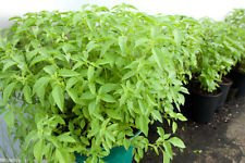 Citron basilic graines - GREAT! SAVEUR 30 graines! Comb.S/H! VOIR NOTRE MAGASIN!