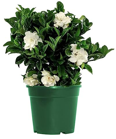 American Plant Exchange Gardenia Bush ‘Mini Veitchii’ – Live 6-Inch Indoor Flowering Plant, Fragrant Houseplant for Home or Office, for Mother's Day & Year-Round Décor