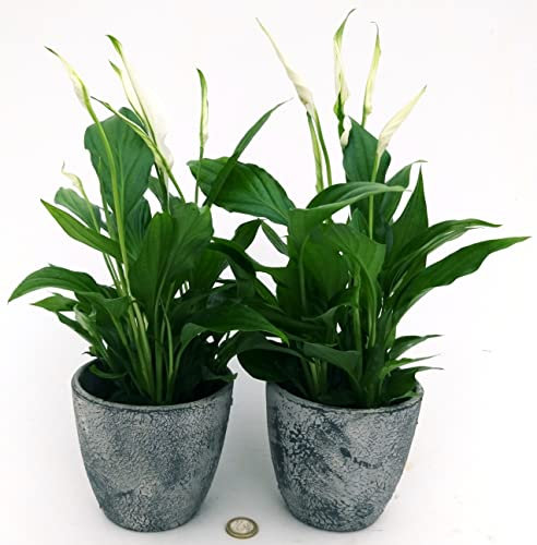 POWERS TO FLOWERS - SPATIFILLO 2 PIANTE, IN VASO CERAMICA RUSTICO, VASO 12CM, SPATHIPHYLLUM, Piante vere