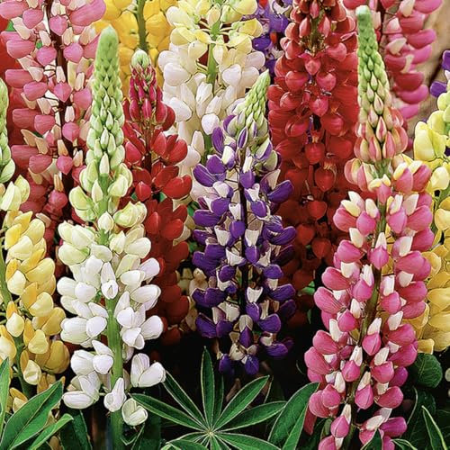 Bloomique – 5er-Mix – Lupinus Russell Dwarf – Lupine – Knollen – Gartenpflanzen – Stauden – winterhart – mehrjährig – wird bis zu 60–100 cm groß