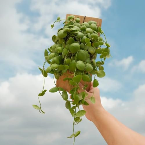 grünlilie kaufen samen, bienenweide mehrjährig, blumen winterhart hochbeet balkon, exotische pflanzen stauden winterhart mehrjährig, blumensamen bienenwiese hochbeet, zimmerpflanzen 180pcs